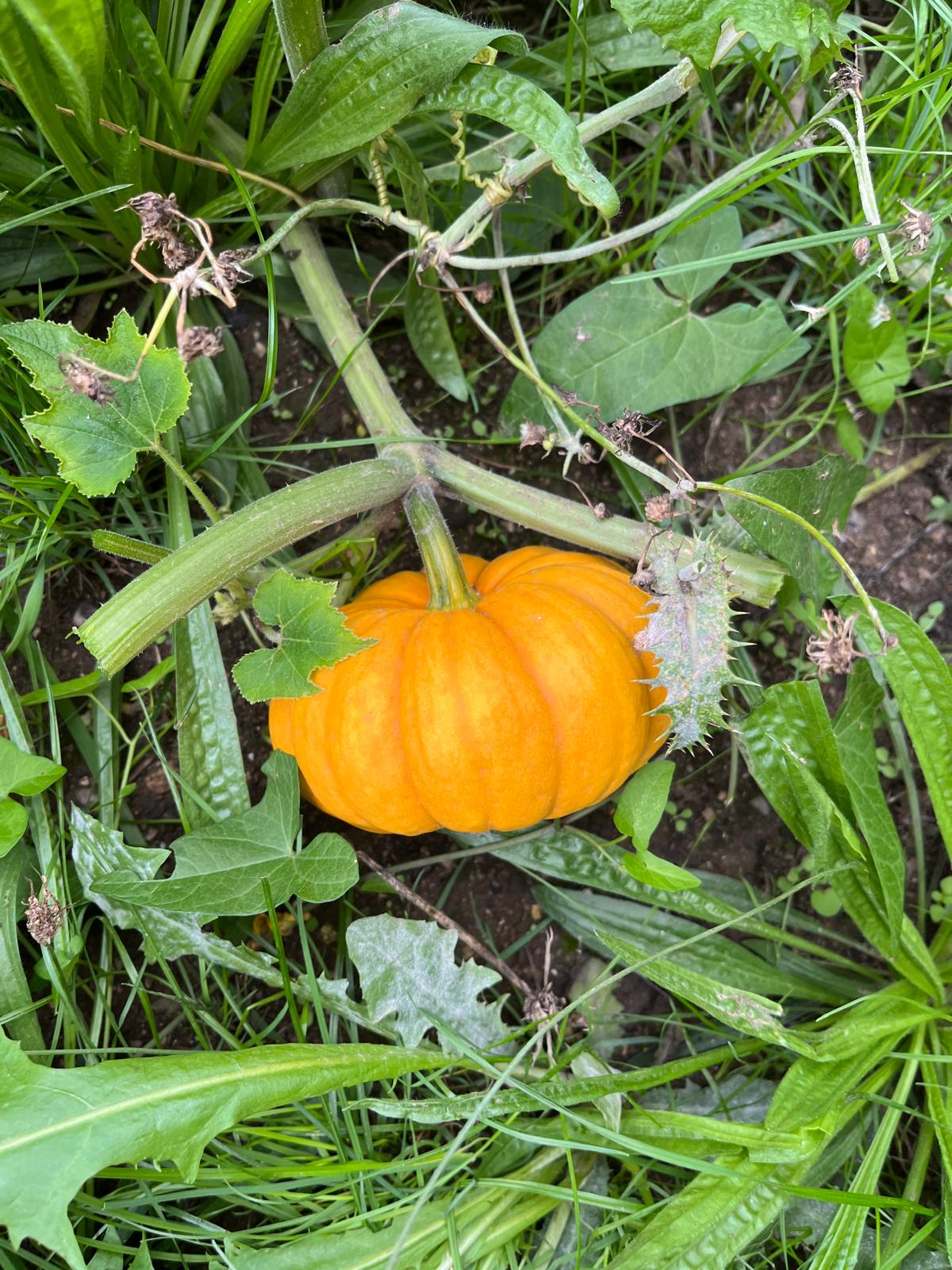 Potager et saison